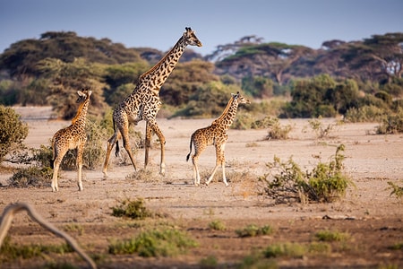 Giraffer på Serengeti