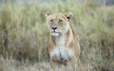 Rejs til Tanzania og oplev løver