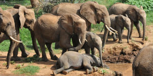 Elefanter ved sump i Serengeti Nationalpark