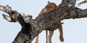Løve der tager en lur i et træ