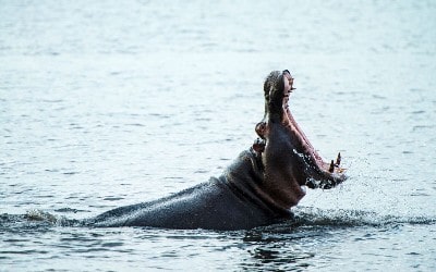 Flodhest i vand som gaber