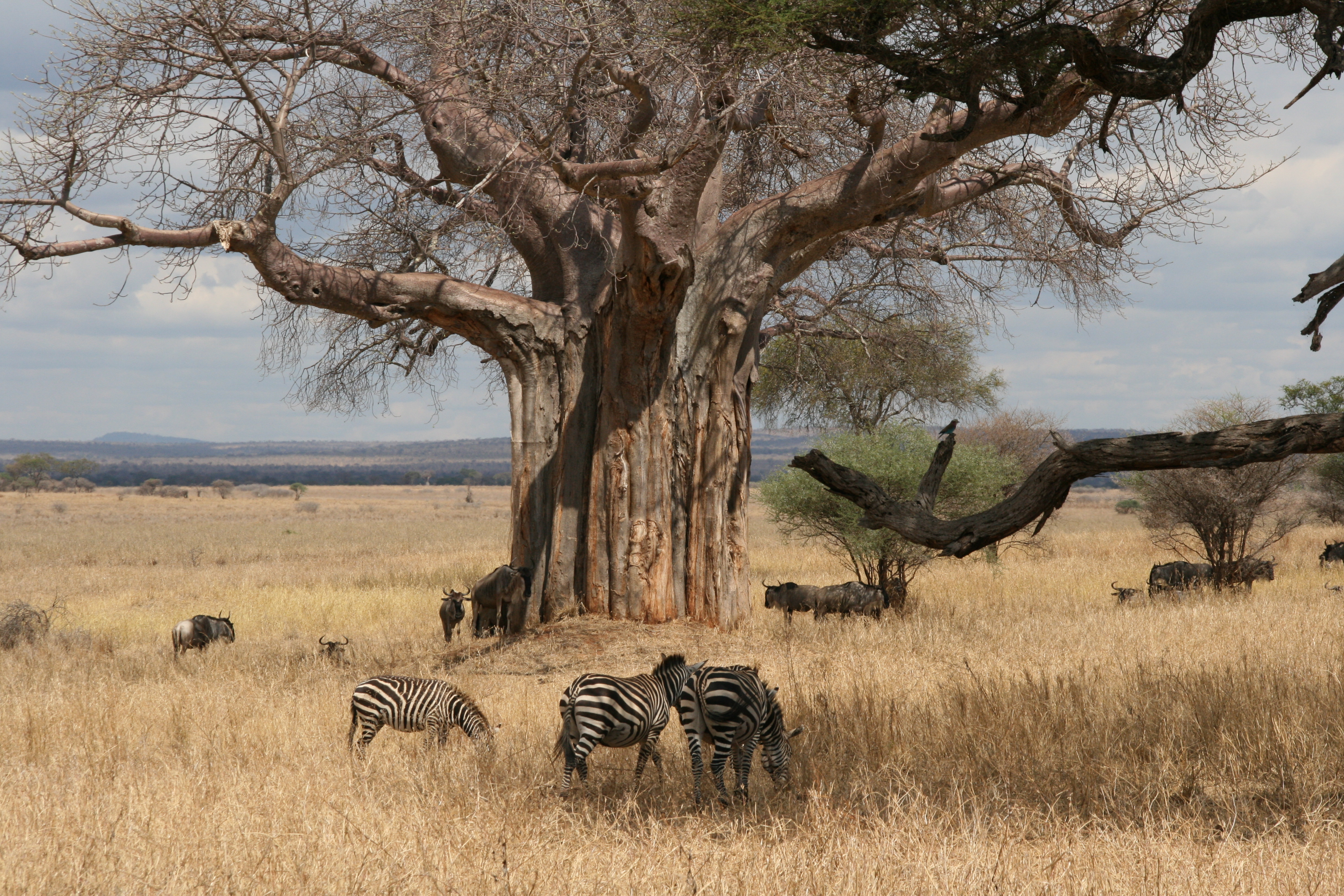 Det officielle sprog i Tanzania er swahilli
