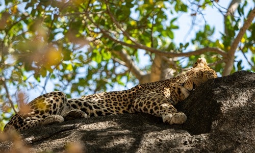 Gepard der sover i et træ