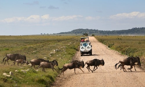 Gnuer der krydser vejen i Serengeti Nationalpark