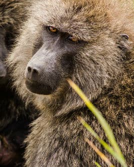 På din rejse til Tanzania kan du opleve flere forskellige arter af aber