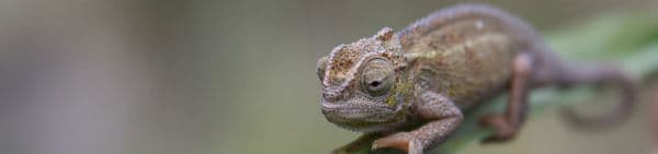 Tanzanias vådområder såsom Victoriasøen befinder der sig mange forskellige dyr