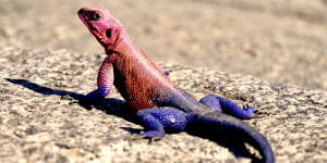 Du kan opleve mange forskellige dyr ved Victoriasøens bred på din rejse til Tanzania