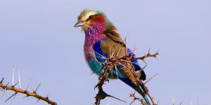 En rejse til Victoriasøen i Tanzania er en rejse til et smukt dyreliv