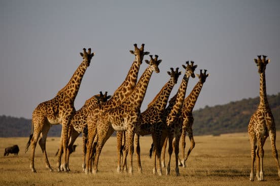 På rejser til Tanzania vil du næsten med garanti opleve de smukke giraffer