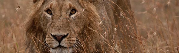 Tag på safari i Tanzania of oplev løver helt tæt på