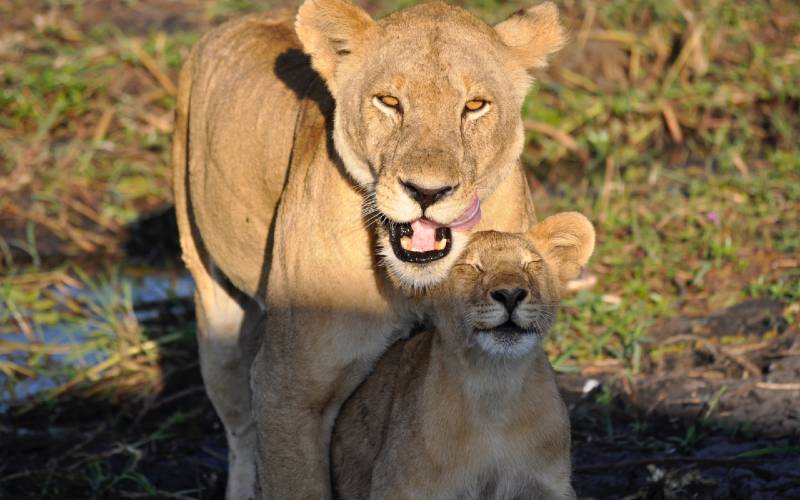 Savannens ukronede kongefamilie, løverne, er også at finde i Tanzania