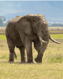 En elefant fra safari i Tanzania