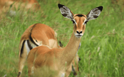 Antiloper på safari i Tanzania