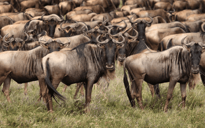Gnuer på safari i Tanzania