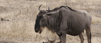 Gnuvandring set på safari i Tanzania