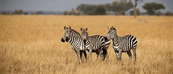 Zebraer i Serengeti Nationalpark