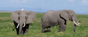 Elefanter i Tarangire nationalpark