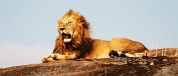 Løve set på safari i Tanzania