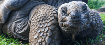 Leopardskildpadde set på safari i Tanzania