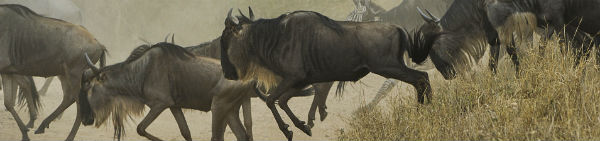 bøfler ved Kilimanjaro