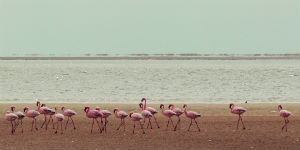 Rejs til Tanzania og se de smukke flamingoer