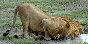Løver som drikker vand i nationalpark i Tanzania
