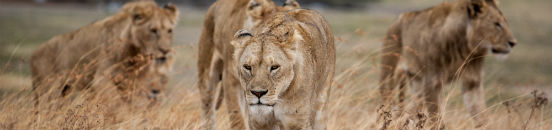 Oplev løver i Tanzania