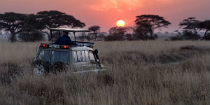 Oplev safari fra Jeep på Tanzanias smukke savanner