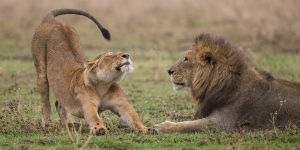 Oplev The Big Five i Tanzania