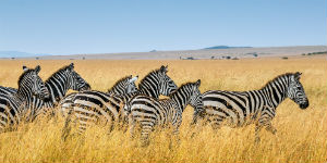 Se vildtvandring med gnuer og Zebra i Ngorongoro Nationalpark