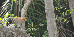 Abe ved Sukau floden i Borneo
