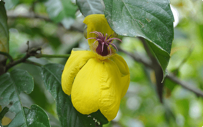 Smuk gul blomst i Baku Nationalpark i Borneo