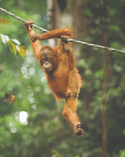 Orangutang i det fri i Borneos regnskov