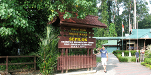 Sepilok Orangutang Center i Borneo