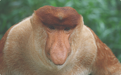 Næseabe i Borneo