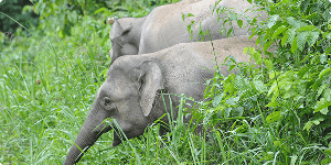Elefanter ved Sukau floden i Borneo