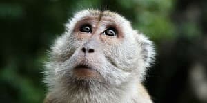 Makakaabe på Borneo