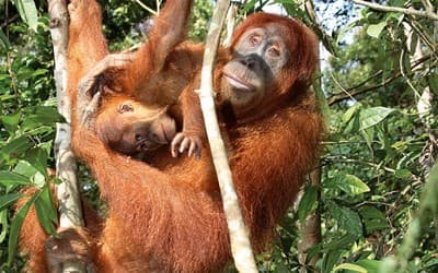 Orangutanger ved Sepilok på Borneo