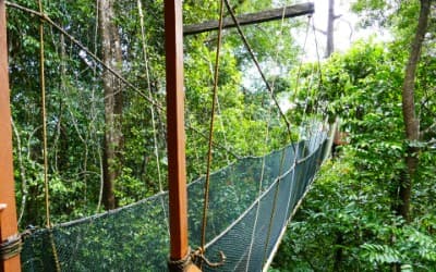 Hængebroer i Poring på Borneo