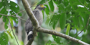 Fugl ved Sukau floden i Borneo