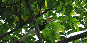 Fugl ved Sukau floden i Borneo