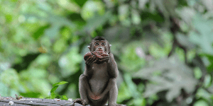 Abe spiser dragefrugt i regnskoven i Borneo