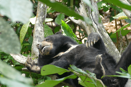 Bjørn sover i regnskoven i Borneo