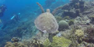 Borneo rejser er en stor oplevelse for de, som elsker dyr