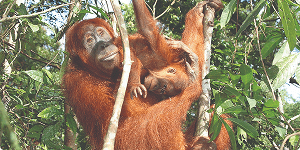 Orangutang og dens unge ved Sepilok i Borneo