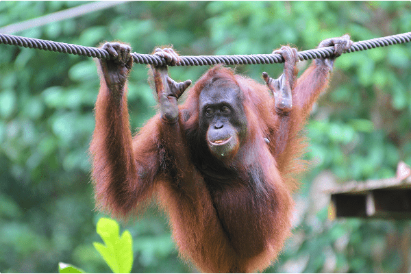 Orangutang hænger i træerne i Sepilok i Borneo