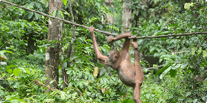 Orangutang klatrer ved Sepilok i Borneo