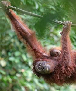 Tag på rundrejse til Borneo
