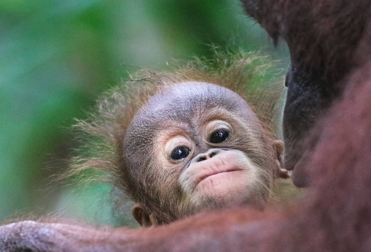 Støt Sepilok Orang-Utan Rehabilatation Centre på din rundrejse i Borneo