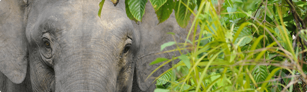 Elefant spottet på safarirejse til Borneo